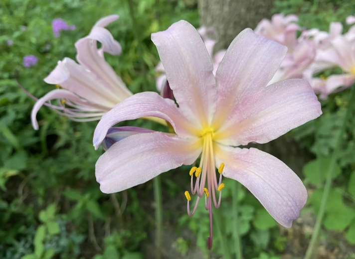 Types Of Naked Lady Flowers And How To Grow Them Mississippi Greens