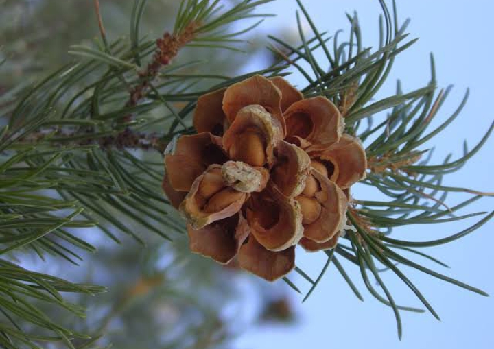 35 Types Of Pine Trees With Identification Guide, Chart And Pictures ...