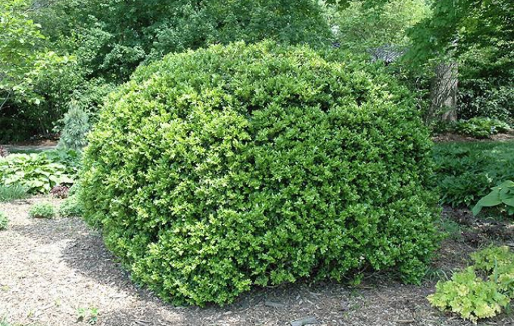 16 Types Of Boxwood Shrubs To Provide Year Round Interest