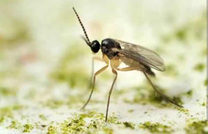 14-types-of-gnats-and-how-to-identify-them-mississippi-greens