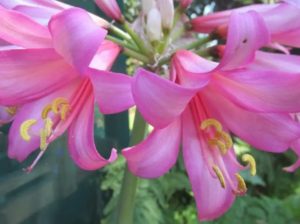 5 Types of Naked Lady Flowers And How To Grow Them - Mississippi Greens