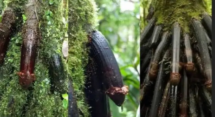 14 Plants That Look Like Penis With Pictures 