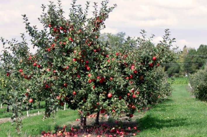 10 Popular Apple Orchards In Minnesota - Mississippi Greens