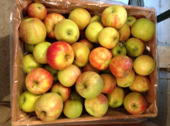 Apple - Yellow Ingestrie - tasting notes, identification, reviews