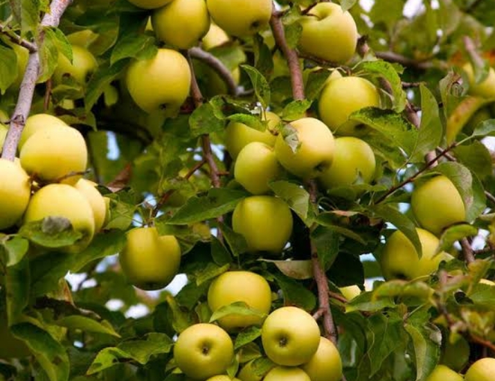 16 Types of Yellow Apples And How To Identify Them - Mississippi Greens