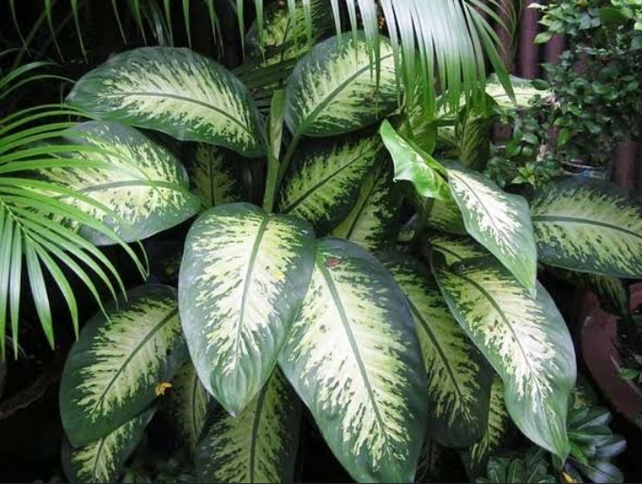 Dieffenbachia Plants: 24 Varieties And How To Identify Them ...
