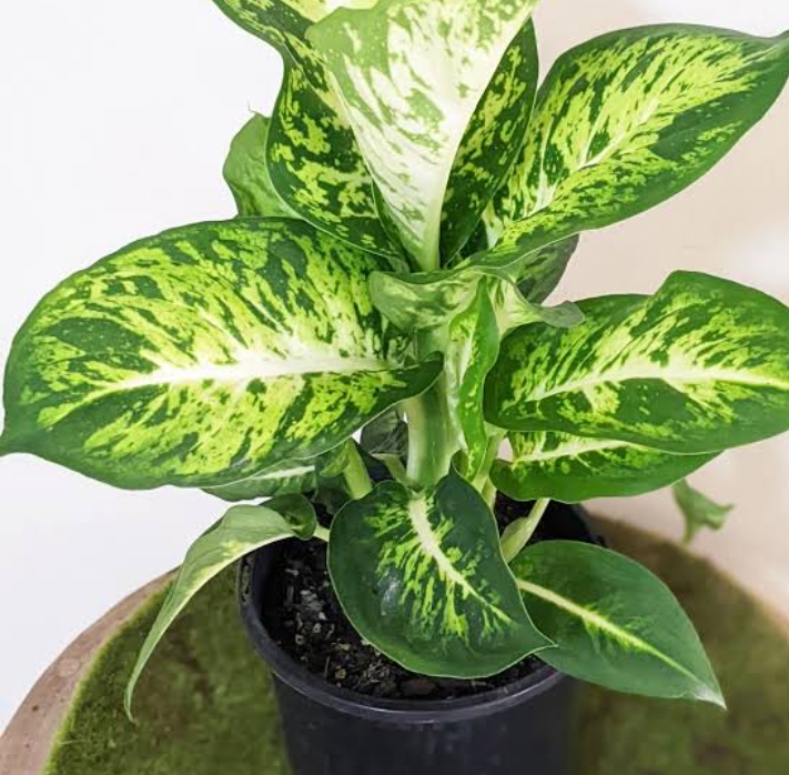 Dieffenbachia Plants: 24 Varieties And How To Identify Them ...