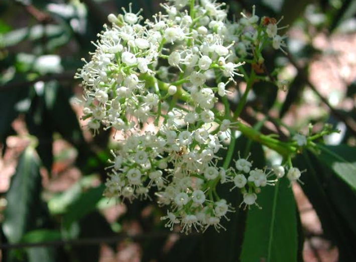 21 Types of Viburnum: Shrubs, Trees and Hedges (With Pictures ...