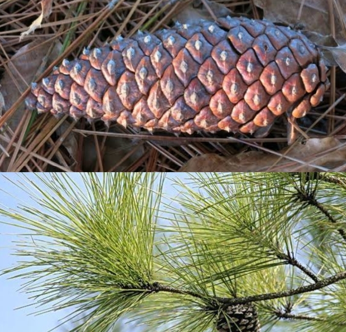 35 Types Of Pine Trees With Identification Guide Chart And Pictures