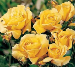 Yellow Sunburst Roses 16 Types of Yellow Roses to Add Interest to Your Yard