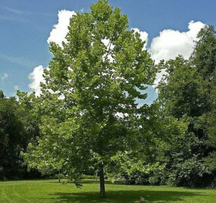 Sycamore Tree: Ultimate Guide (6 Types, Facts, Seeds, Leaves and more ...