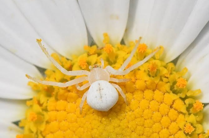 15 Different Types of White Spiders (With Pictures) - Mississippi Greens