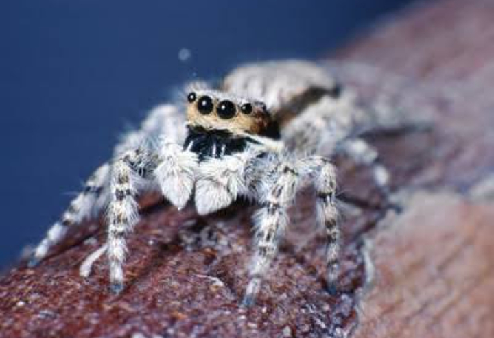 15 Different Types of White Spiders (With Pictures) - Mississippi Greens