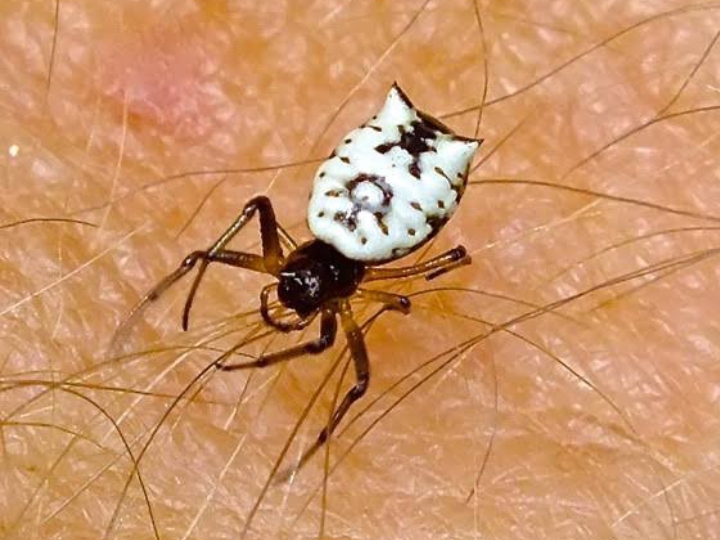 15 Different Types of White Spiders (With Pictures) - Mississippi Greens