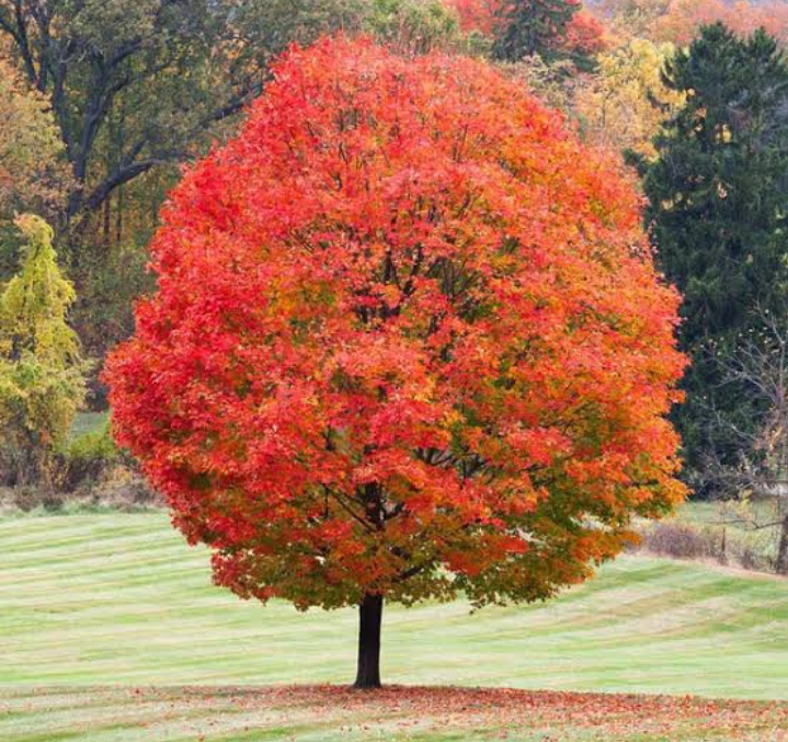 25 Types of Maple Trees (Pictures): Identification Guide (Chart ...