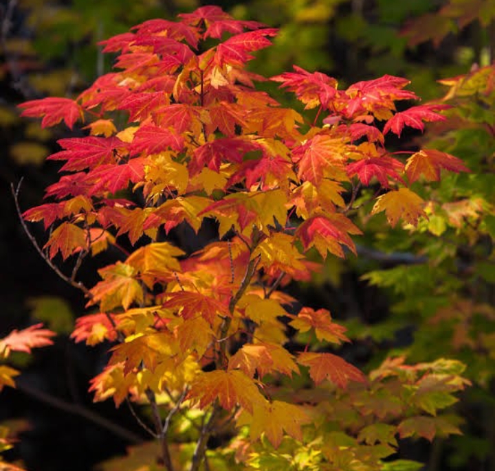 25 Types of Maple Trees (Pictures): Identification Guide (Chart ...