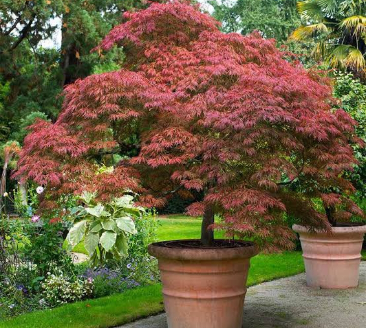 25 Types of Maple Trees (Pictures): Identification Guide (Chart ...