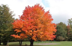 25 Types of Maple Trees (Pictures): Identification Guide (Chart ...