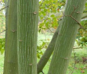 25 Types of Maple Trees (Pictures): Identification Guide (Chart ...