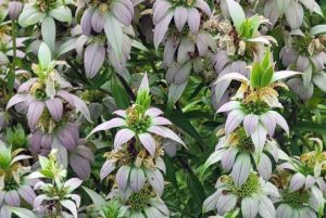 17 Types of Bee Balm Plants —(Old & Hybrid Varieties)