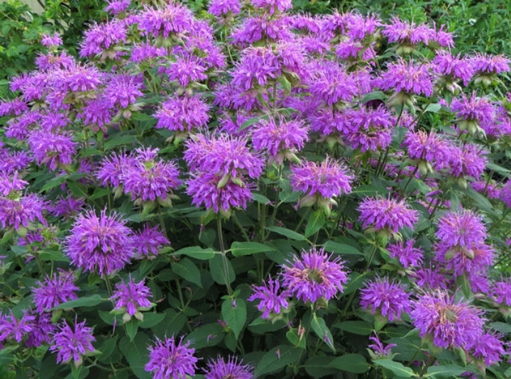 17 Types of Bee Balm Plants —(Old & Hybrid Varieties) - Mississippi Greens