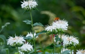 17 Types of Bee Balm Plants —(Old & Hybrid Varieties)
