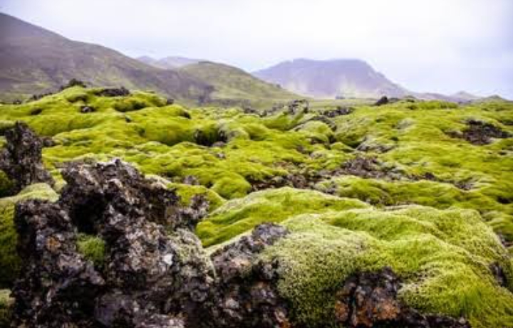 25 Types of Plants Found In Tundra (Facts, Names & Pictures ...