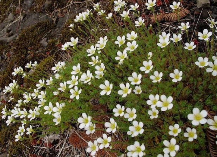 25 Types of Plants Found In Tundra (Facts, Names & Pictures ...