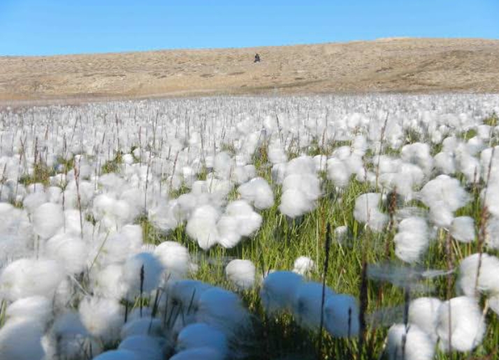 25 Types of Plants Found In Tundra (Facts, Names & Pictures ...