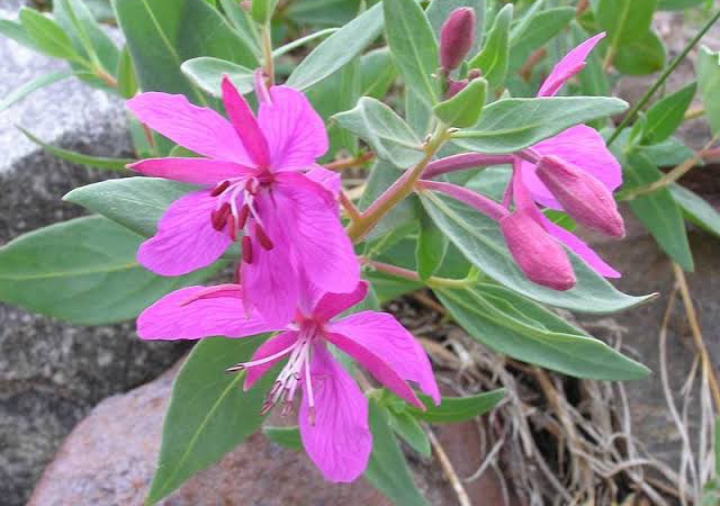 25 Types of Plants Found In Tundra (Facts, Names & Pictures ...