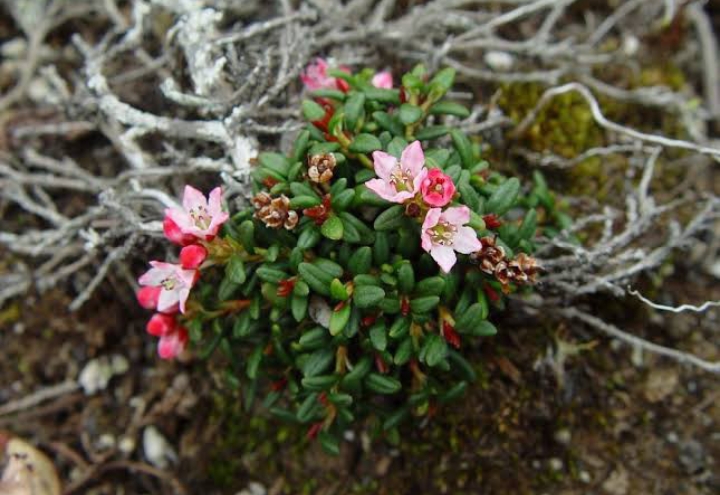 25 Types of Plants Found In Tundra (Facts, Names & Pictures ...