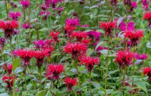17 Types of Bee Balm Plants —(Old & Hybrid Varieties)