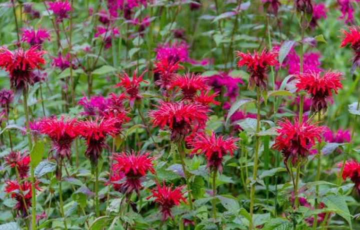 17 Types of Bee Balm Plants —(Old & Hybrid Varieties) - Mississippi Greens