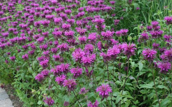 17 Types of Bee Balm Plants —(Old & Hybrid Varieties) - Mississippi Greens