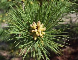 35 Types of Pine Trees with Identification Guide, Chart and Pictures ...