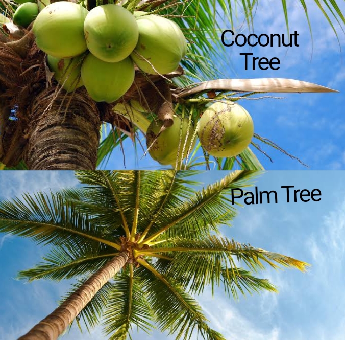 10 Difference Between Palm And Coconut Trees - Mississippi Greens