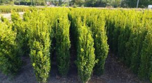 24 Types of Boxwood Shrubs- (Identification, With Pictures)