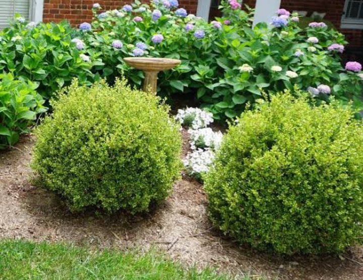 16 Types of Boxwood Shrubs to Provide Year-Round Interest ...