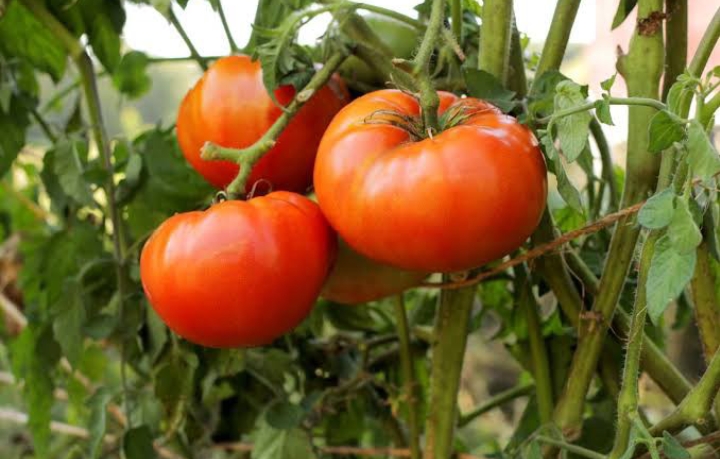 Better Boy Tomato: Facts, Seeds And Care - Mississippi Greens