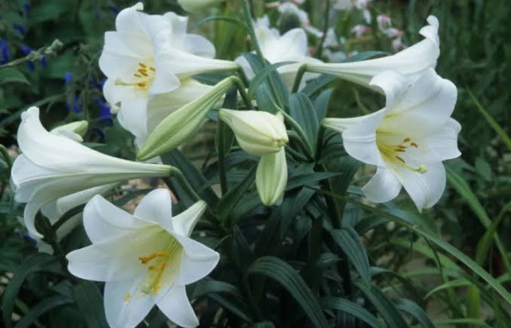 16 Types of White Lilies (Name & Pictures) — Identification Guide ...