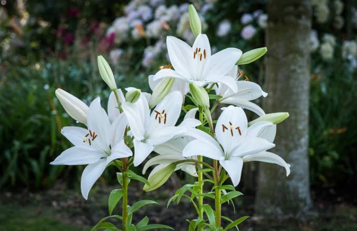 16 Types of White Lilies (Name & Pictures) — Identification Guide ...