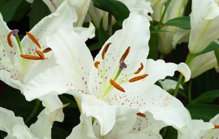 16 Types of White Lilies (Name & Pictures) — Identification Guide ...