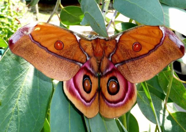 18 Fuzzy, Fluffy or Furry Moth Species With Pictures & Scientific Names ...