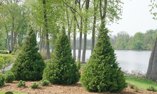 12 Types Of Softwood Trees (identification Guide) - Mississippi Greens