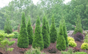 12 Types of Softwood Trees (Identification Guide) - Mississippi Greens