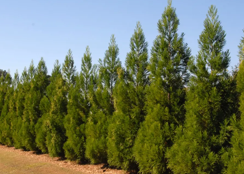 12 Types of Softwood Trees (Identification Guide) - Mississippi Greens