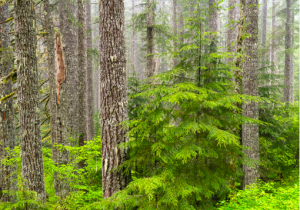 12 Types of Softwood Trees (Identification Guide) - Mississippi Greens