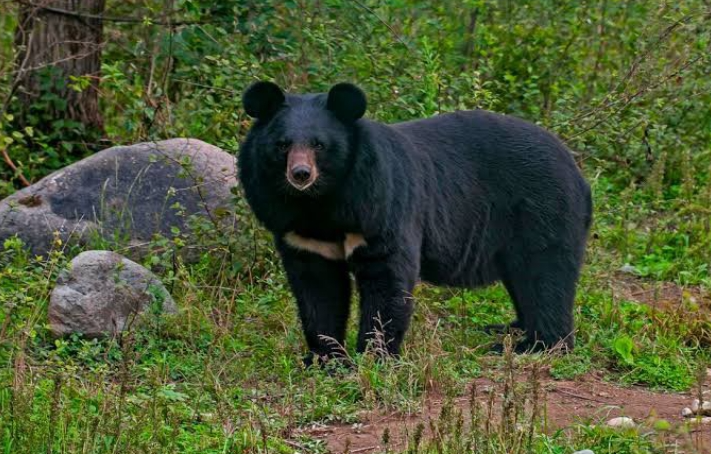 8 Major Types of Bears (Including Subspecies & Pictures) - Mississippi ...