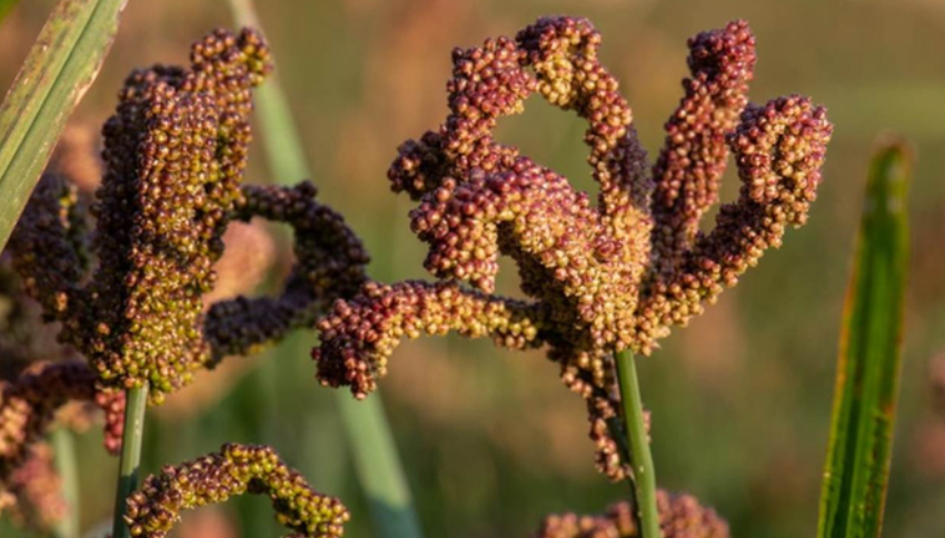 Different types of millet grains and varieties