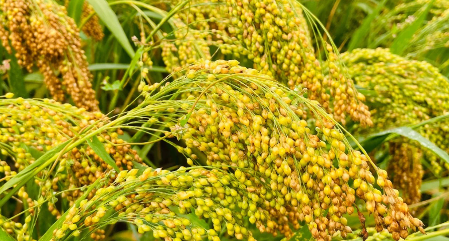Raw millet grains